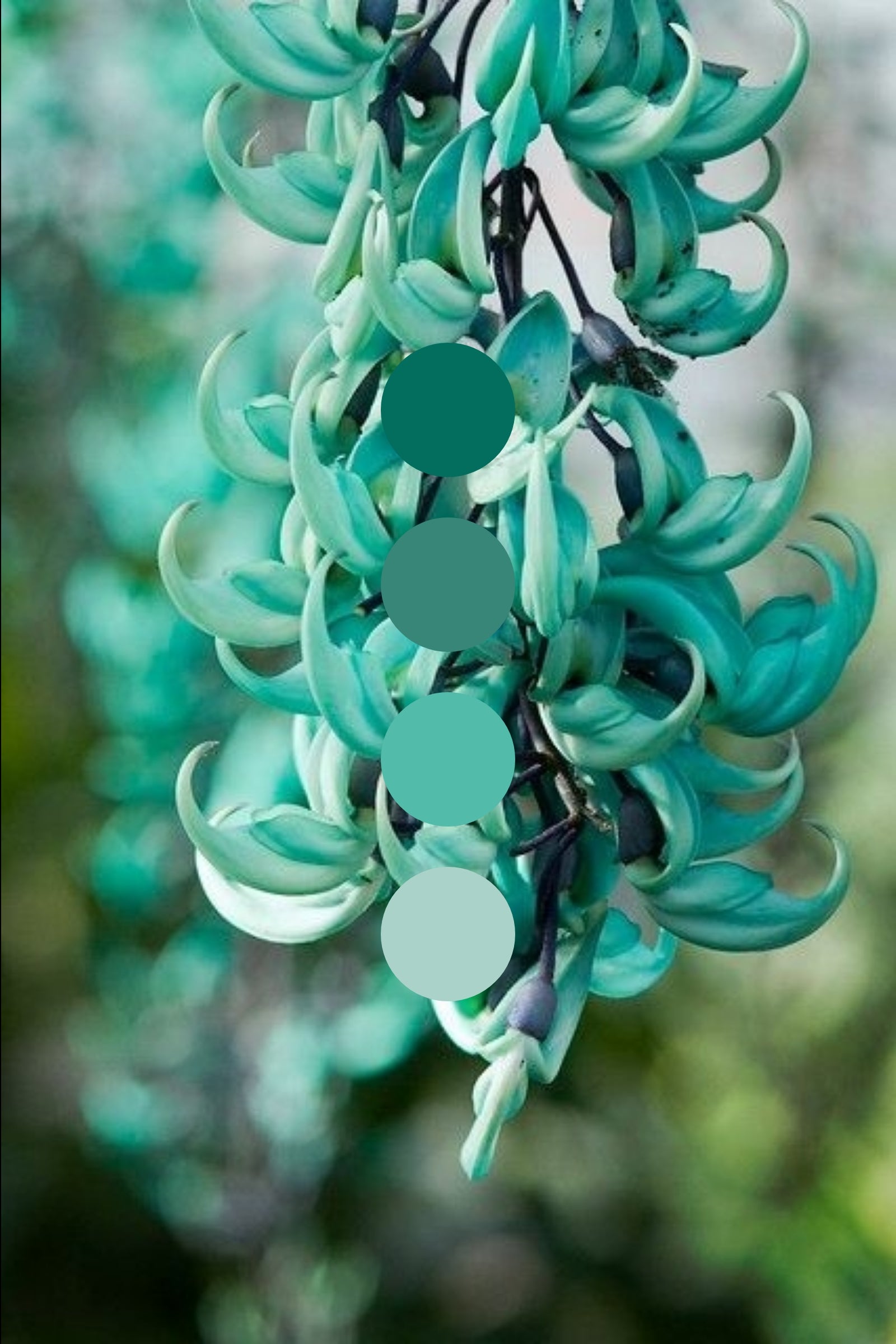 Jade Vine | Forbidden Flora Collection