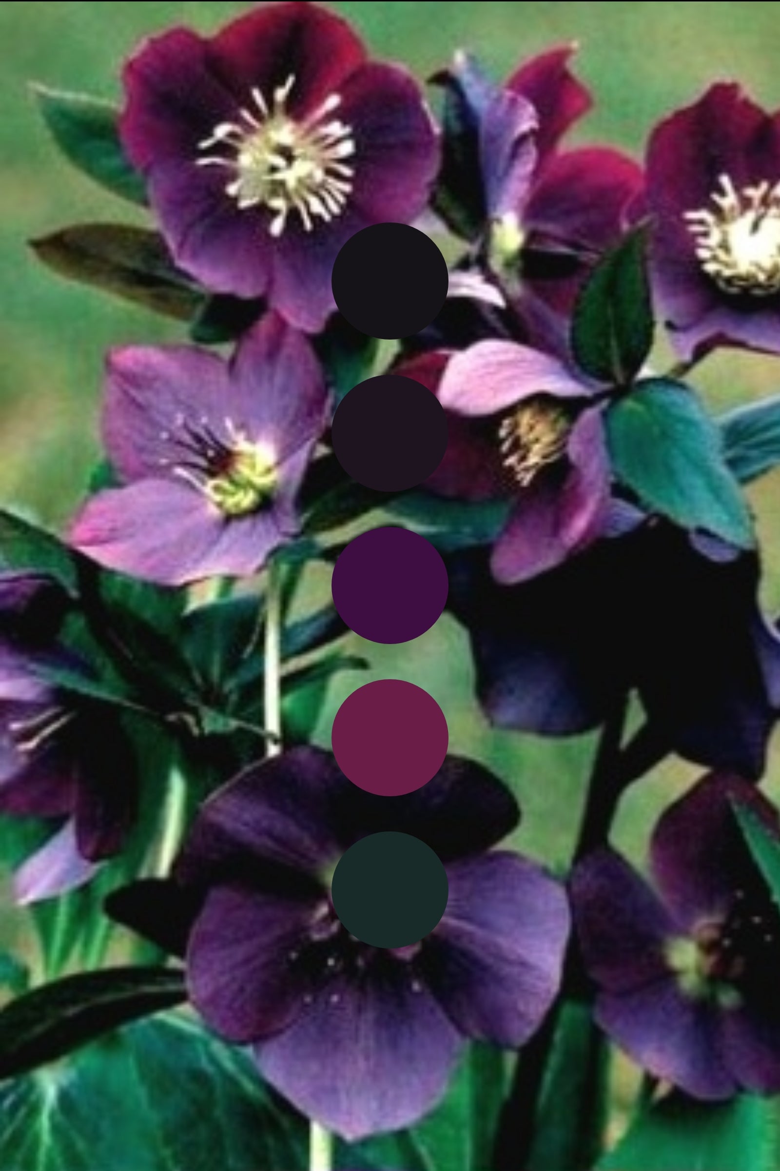 Hellebore After Dark | Forbidden Flora Collection